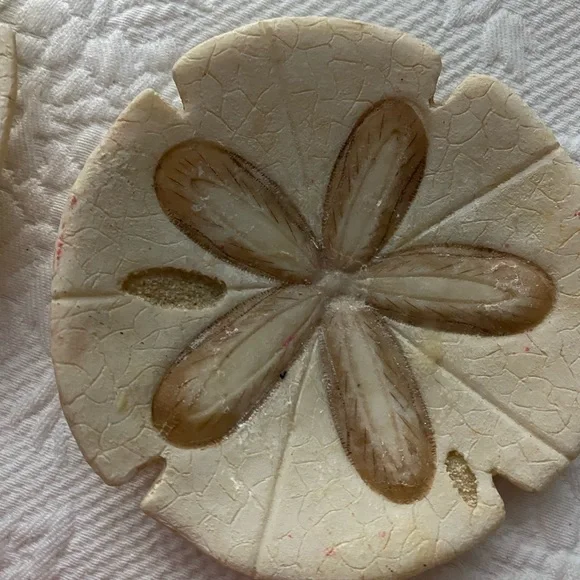 Sand Dollars  and shell Decor Set - Picture 8 of 11